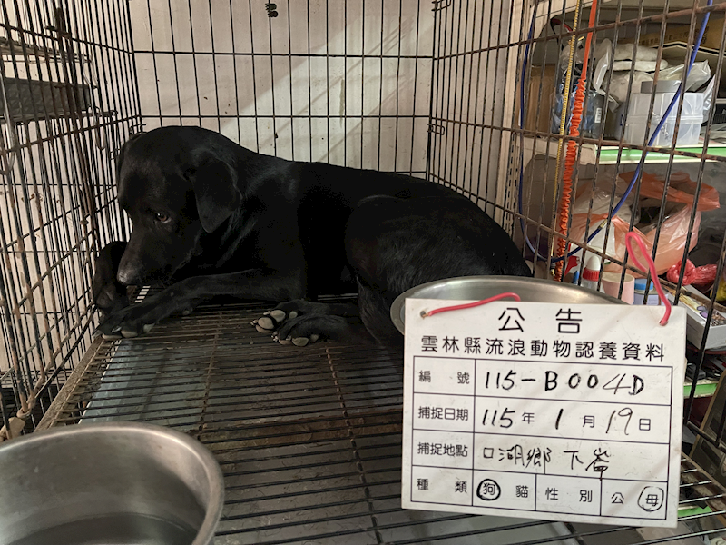 雲林縣流浪動物收容所,編號:440617, 混種犬          