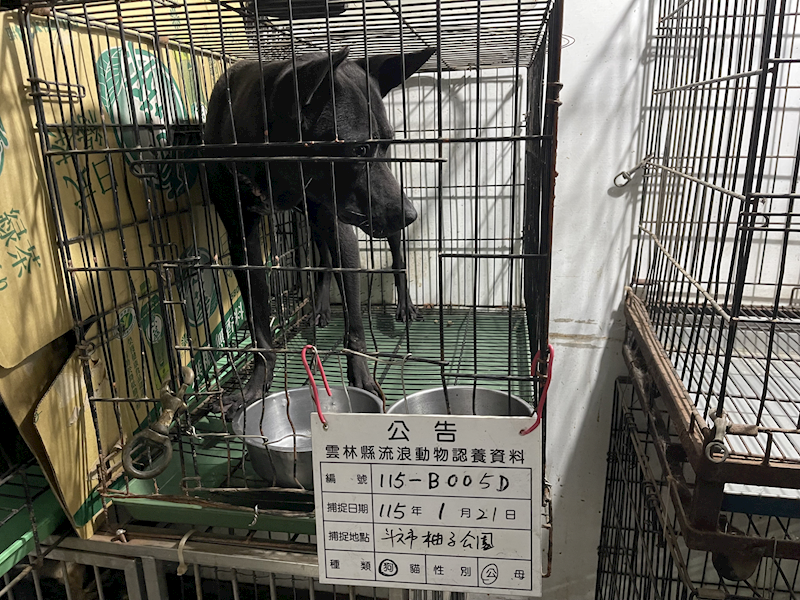 雲林縣流浪動物收容所,編號:440618, 混種犬          