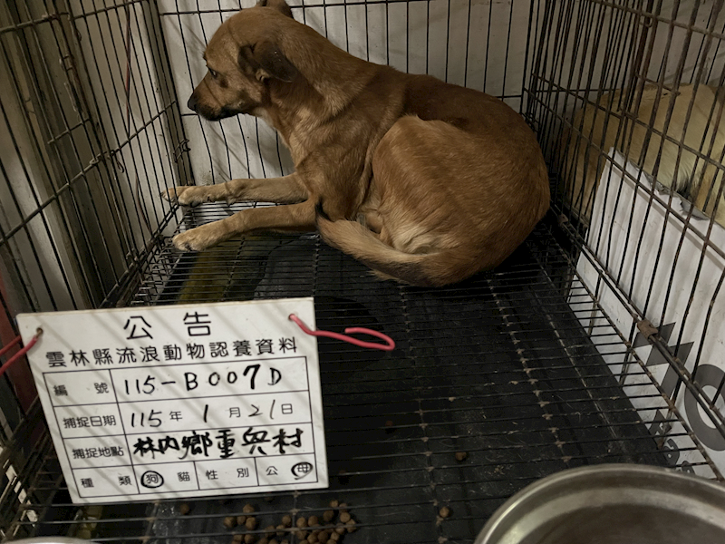 雲林縣流浪動物收容所,編號:440621, 混種犬          
