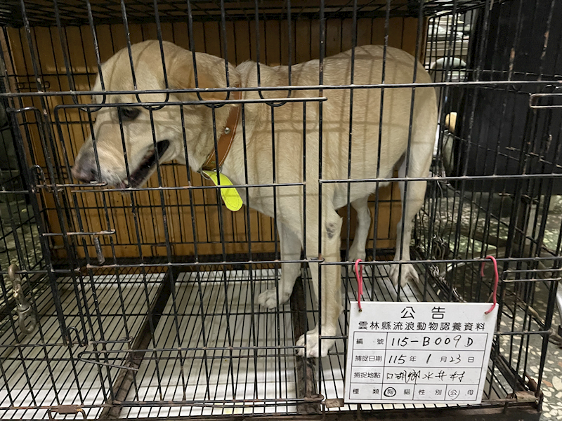 雲林縣流浪動物收容所,編號:440624, 拉不拉多犬