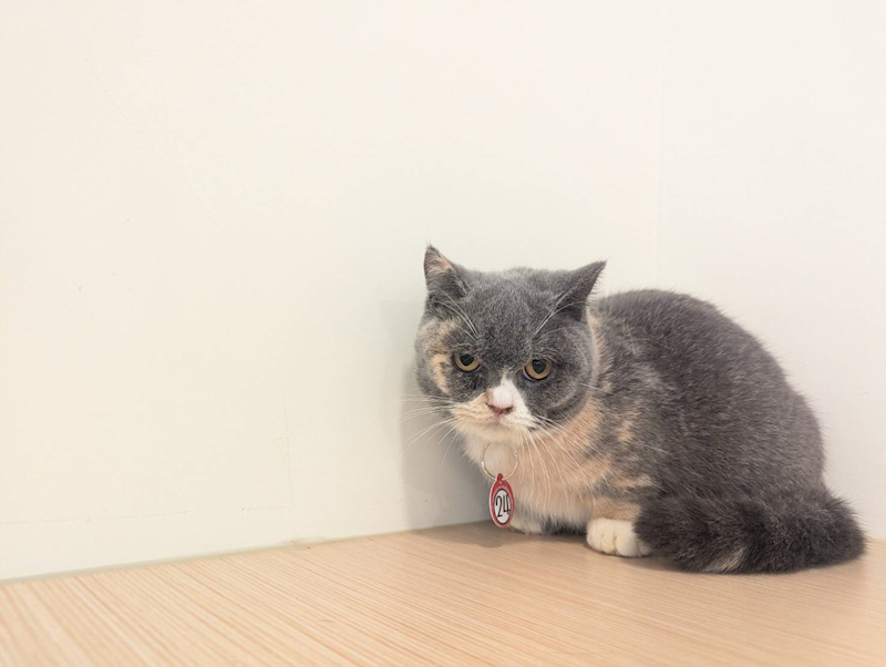 嘉義縣動物保護教育園區,編號:440055, 曼赤肯貓