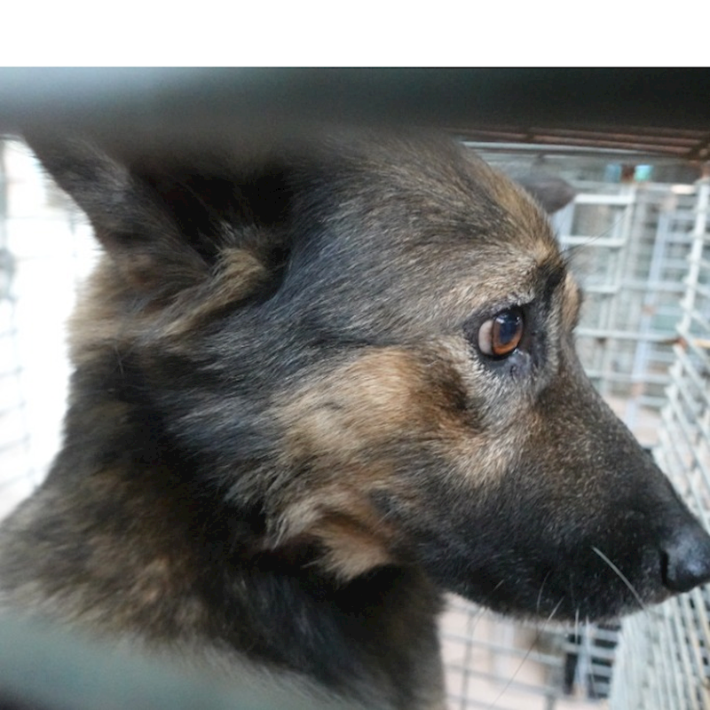 臺南市動物之家灣裡站,編號:435906, 混種犬          