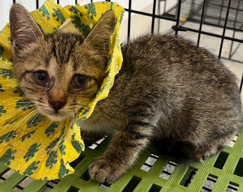 花蓮縣狗貓躍動園區,編號:424217, 混種貓                 