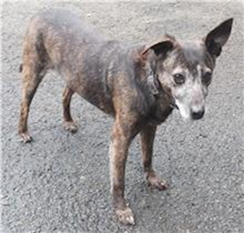 臺北市動物之家,編號:31621, 混種犬          