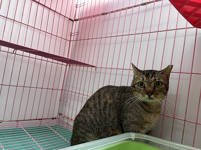 臺北市動物之家,編號:432988, 混種貓                 