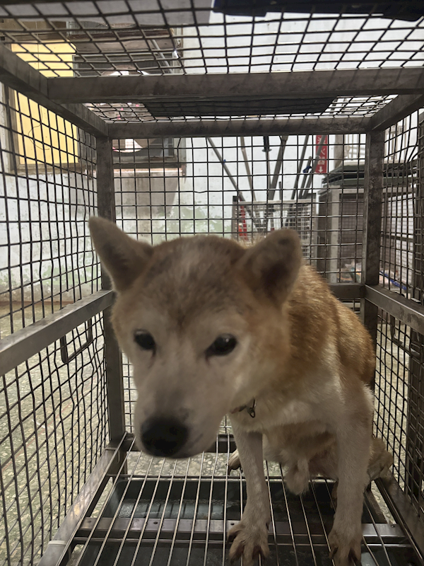 臺南市動物之家善化站,編號:430306, 柴犬                  