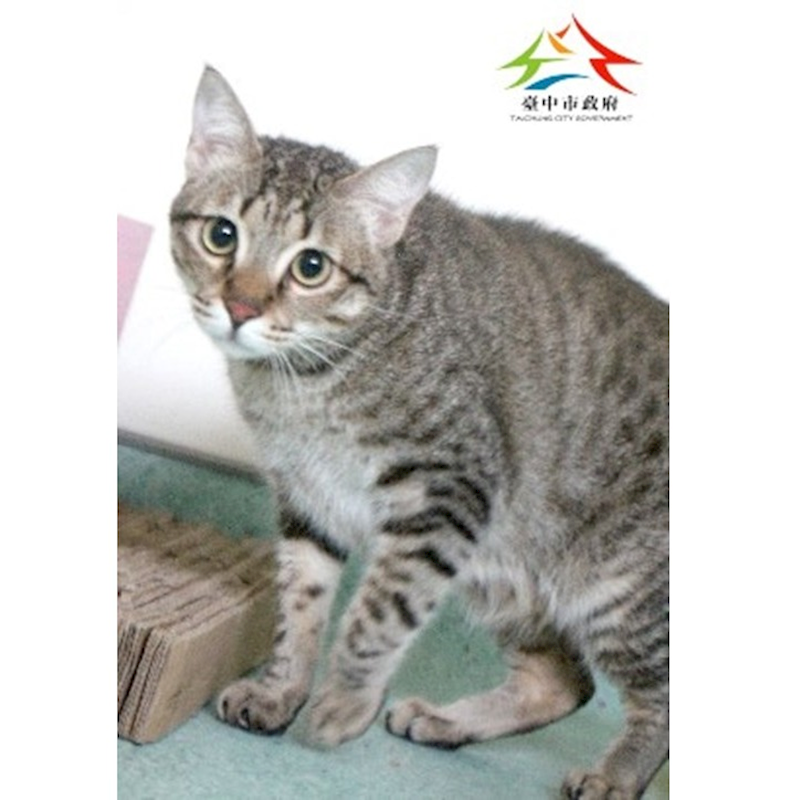 臺中市動物之家后里園區,編號:438582, 混種貓                 