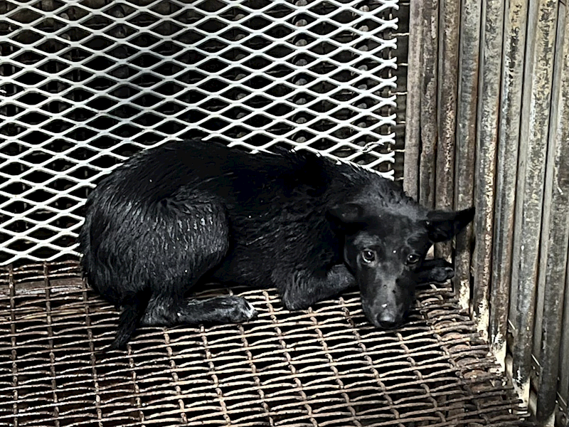 彰化縣流浪狗中途之家,編號:430651, 混種犬          