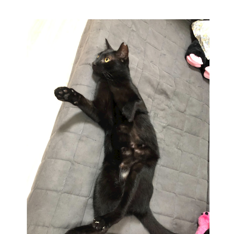 臺南市動物之家灣裡站,編號:396758, 混種貓                 