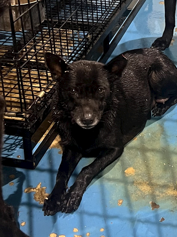 苗栗縣動物保護教育園區,編號:441003, 混種犬          