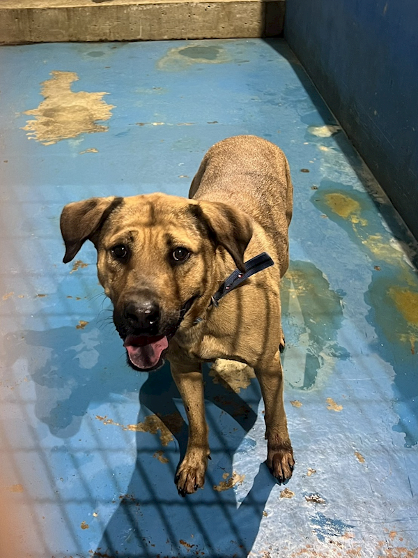 苗栗縣動物保護教育園區,編號:440991, 混種犬          