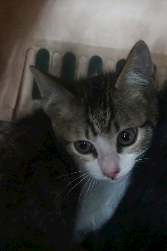 宜蘭縣流浪動物中途之家,編號:441084, 混種貓                 