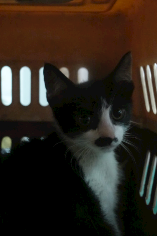 宜蘭縣流浪動物中途之家,編號:441083, 混種貓                 