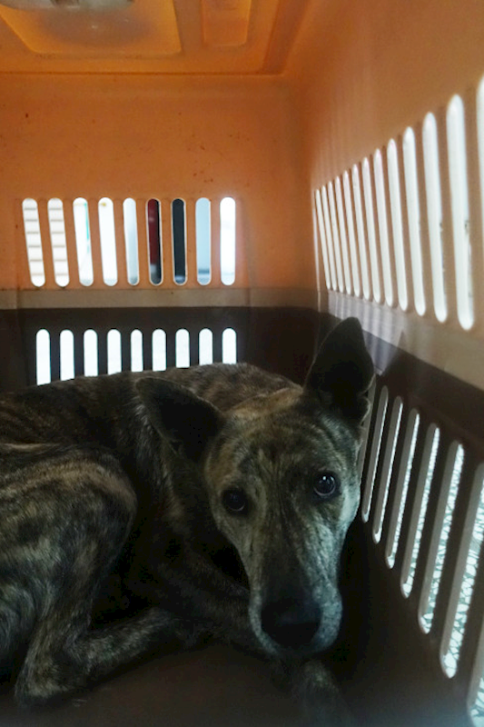 宜蘭縣流浪動物中途之家,編號:441077, 混種犬          