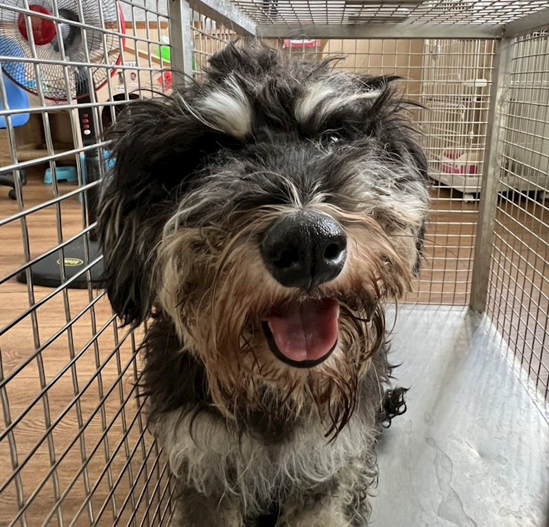 嘉義市動物保護教育園區,編號:425596, 雪納瑞