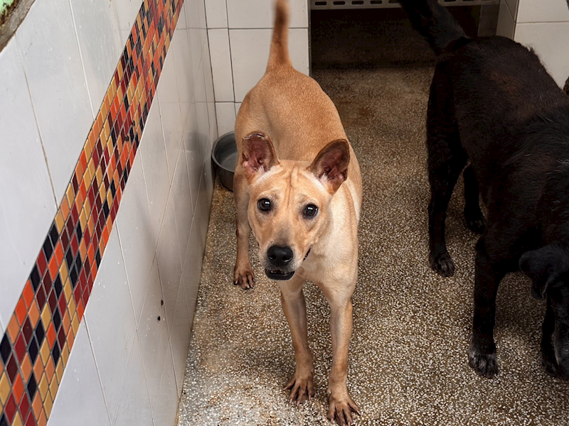 高雄市壽山動物保護教育園區,編號:441103, 混種犬          