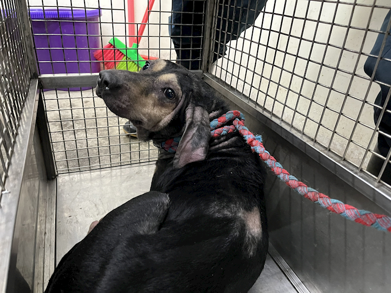 臺北市動物之家,編號:434009, 混種犬          