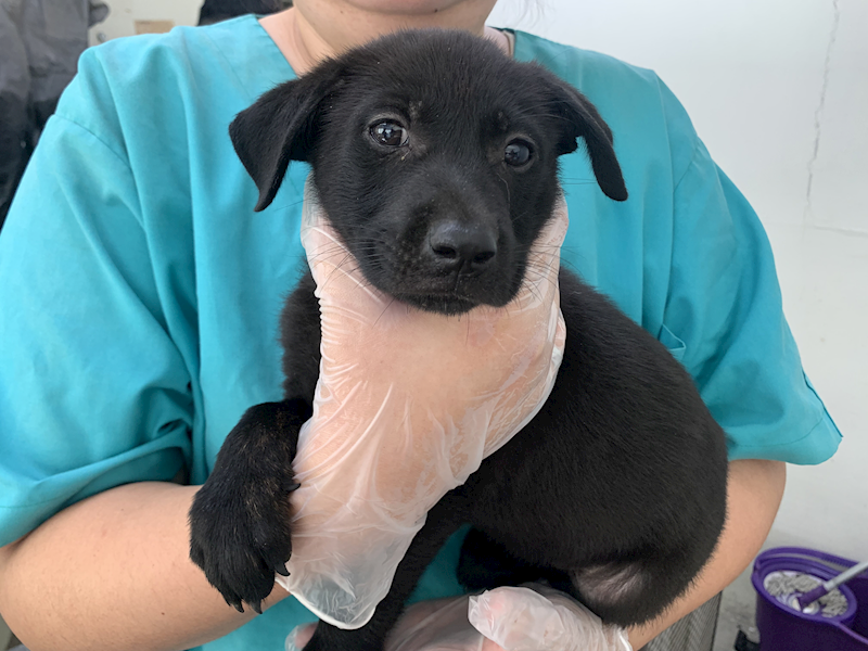 臺北市動物之家,編號:425610, 混種犬          