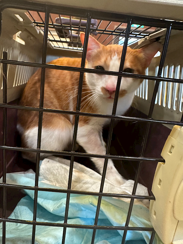 新北市中和區公立動物之家,編號:441174, 混種貓                 