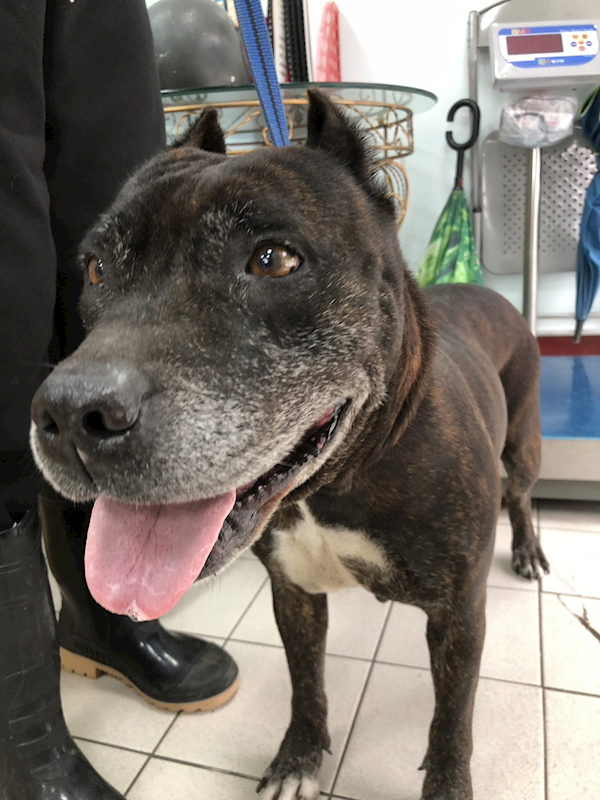 彰化縣流浪狗中途之家,編號:390459, 混種犬          