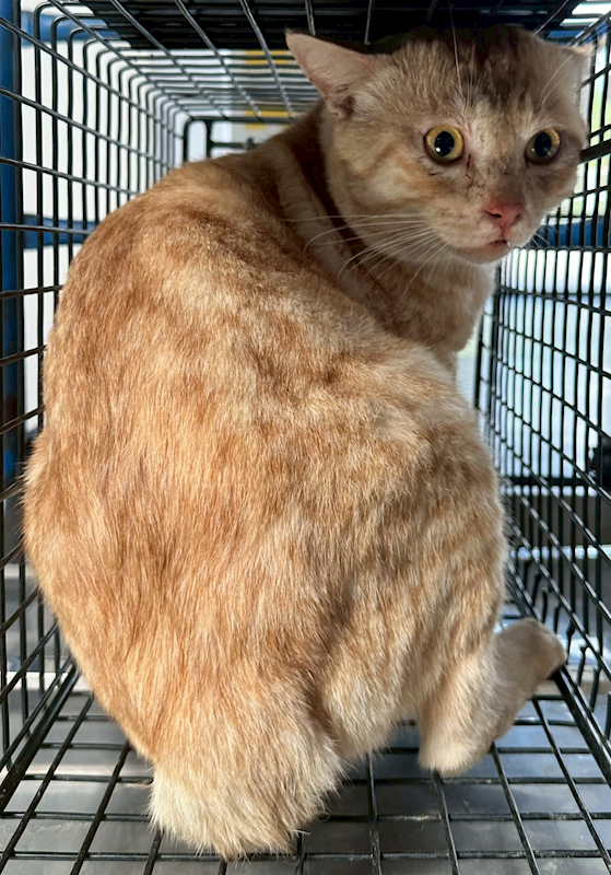 花蓮縣狗貓躍動園區,編號:438867, 混種貓                 