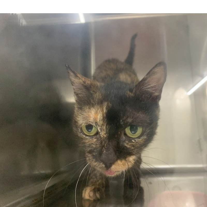 臺北市動物之家,編號:416371, 混種貓                 