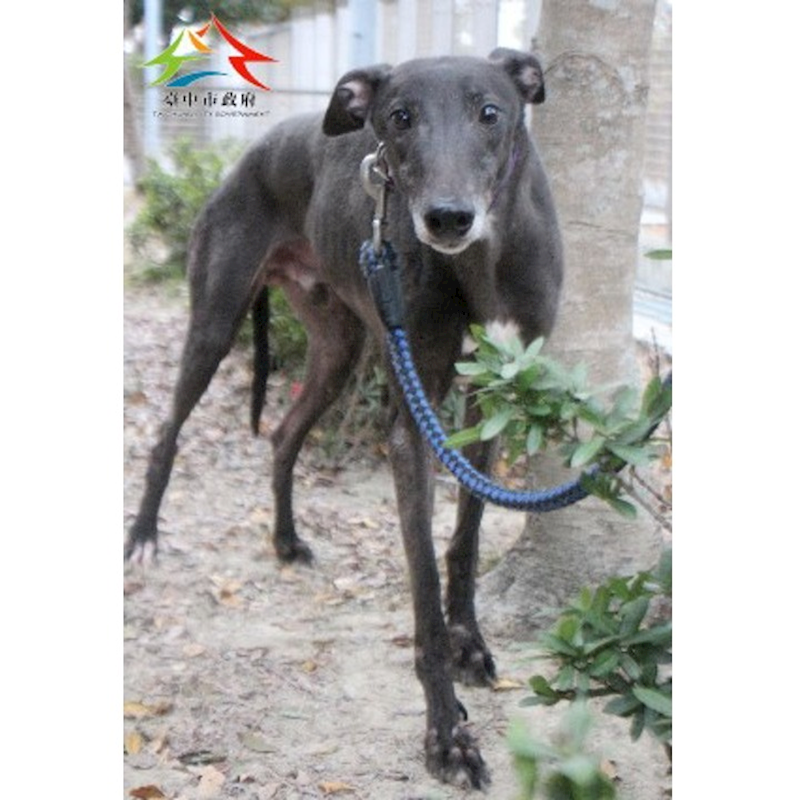 臺中市動物之家后里園區,編號:439340, 混種犬          