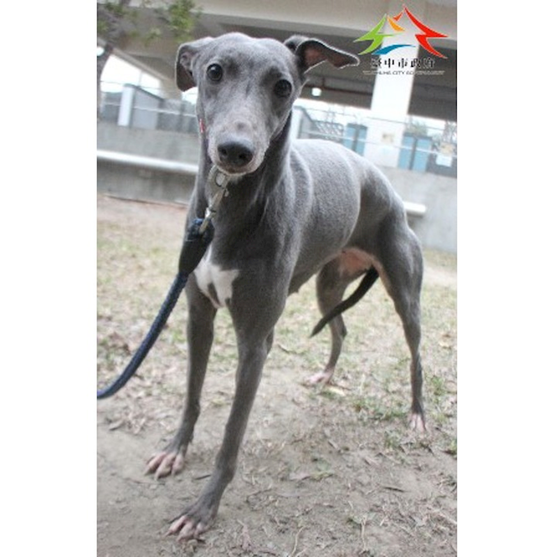 臺中市動物之家后里園區,編號:439342, 混種犬          