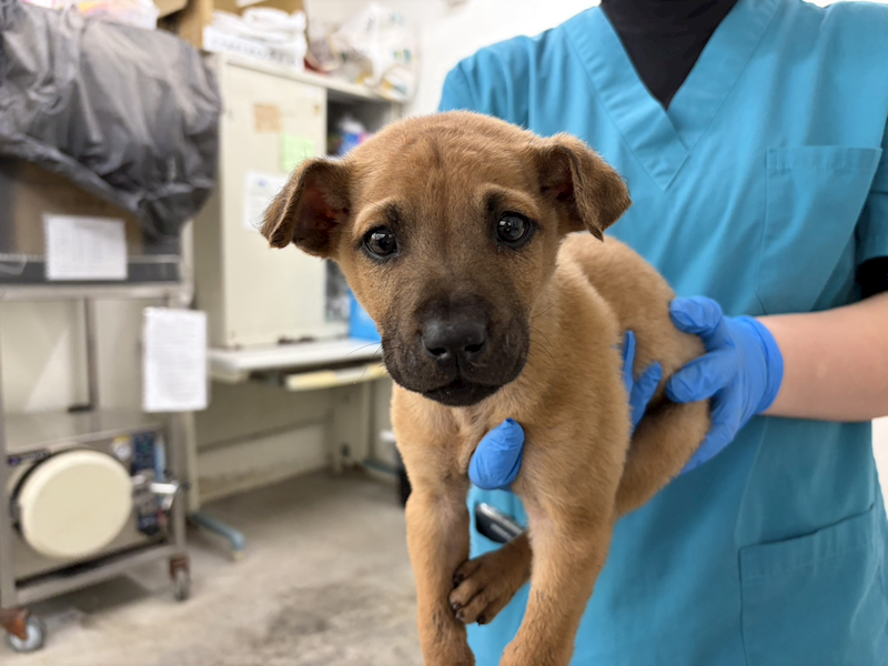 臺北市動物之家,編號:441114, 混種犬          