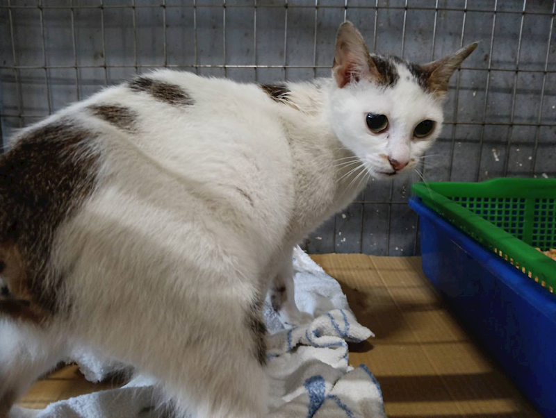 新竹市動物保護教育園區,編號:441235, 混種貓                 