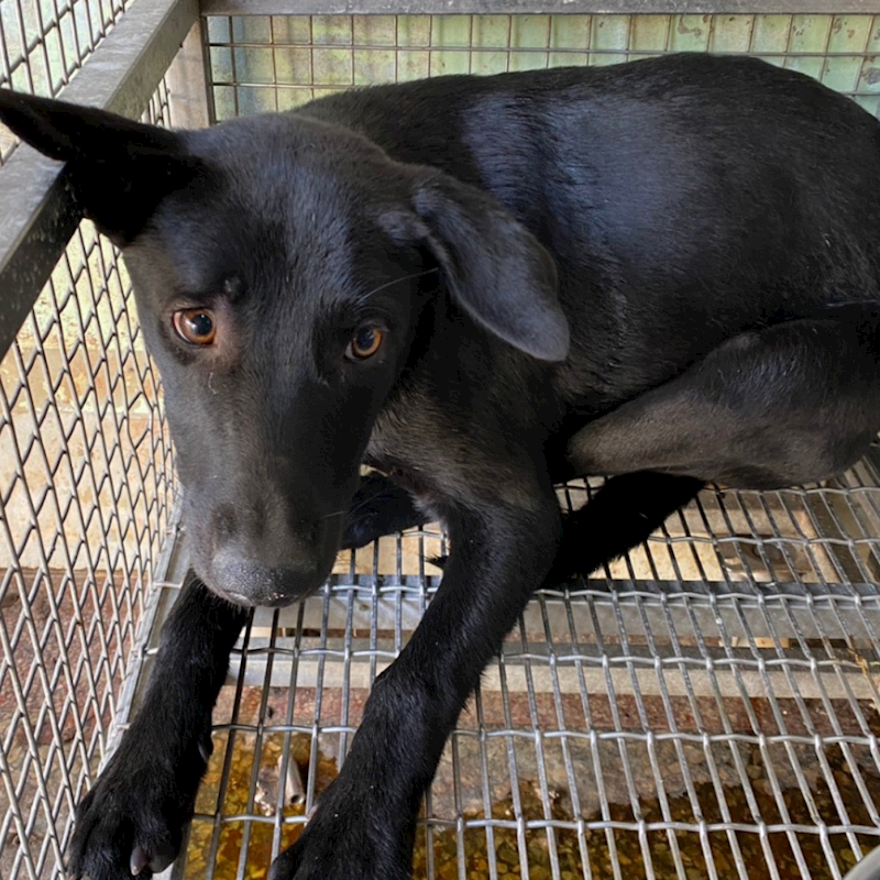 臺南市動物之家善化站,編號:441329, 混種犬          