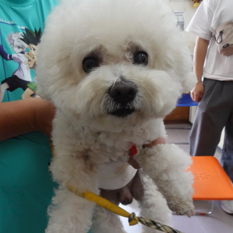 臺南市動物之家灣裡站,編號:439533, 比熊犬