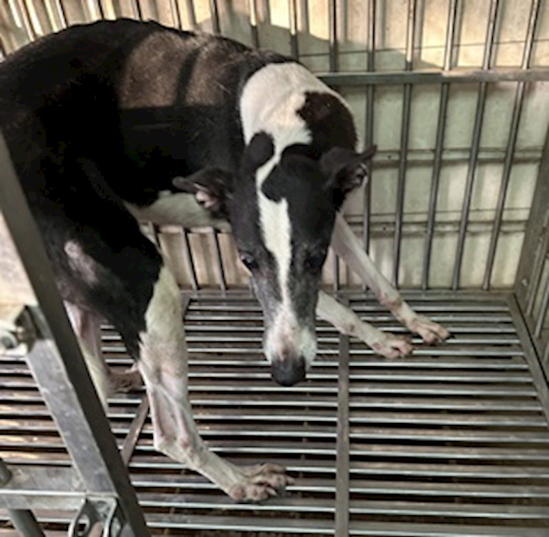 臺中市動物之家后里園區,編號:441277, 灰狗(靈提)            