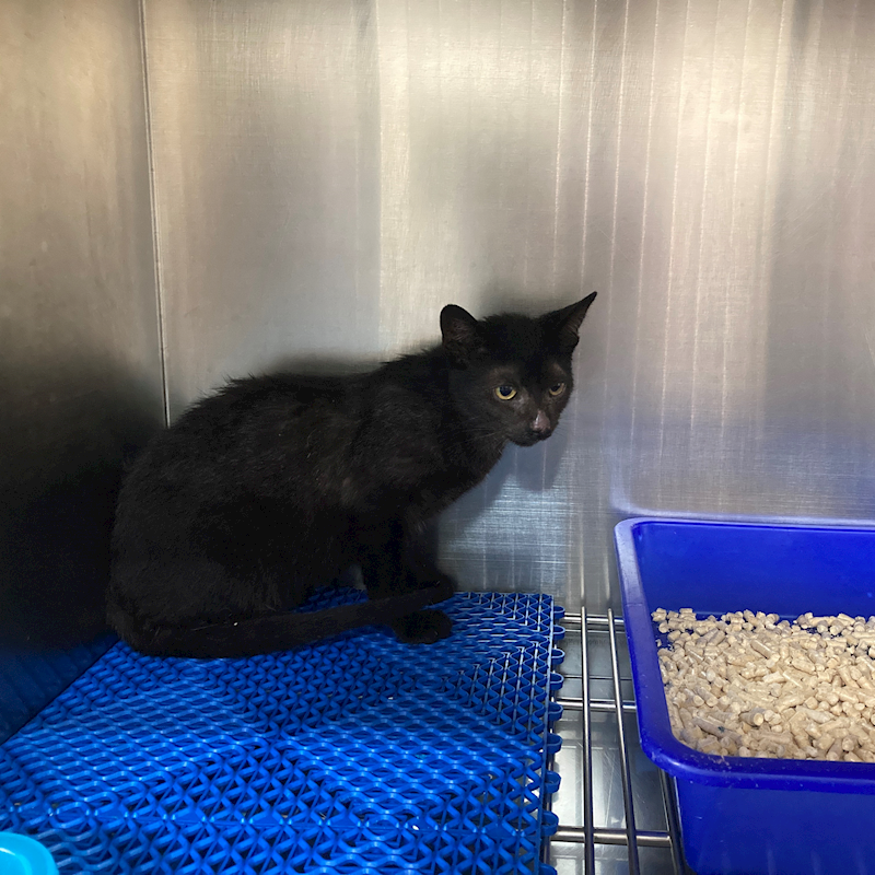 桃園市動物保護教育園區,編號:404427, 混種貓                 