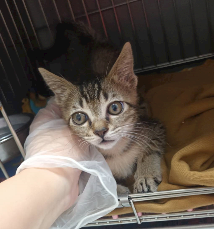 新北市板橋區公立動物之家,編號:441158, 混種貓                 