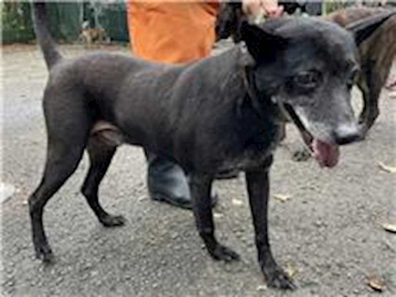 臺北市動物之家,編號:31285, 混種犬          