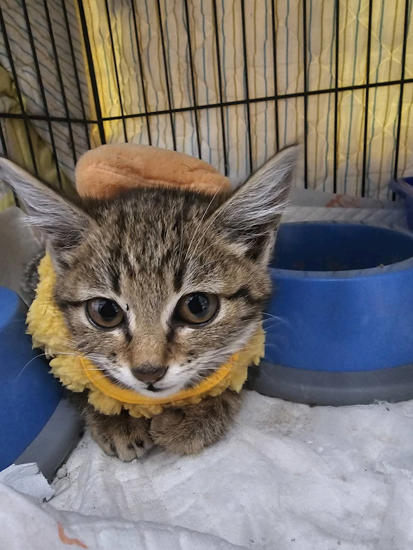 澎湖縣流浪動物收容中心,編號:441388, 混種貓                 