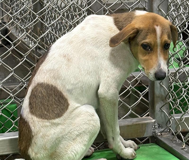 臺東縣動物收容中心,編號:441374, 混種犬          