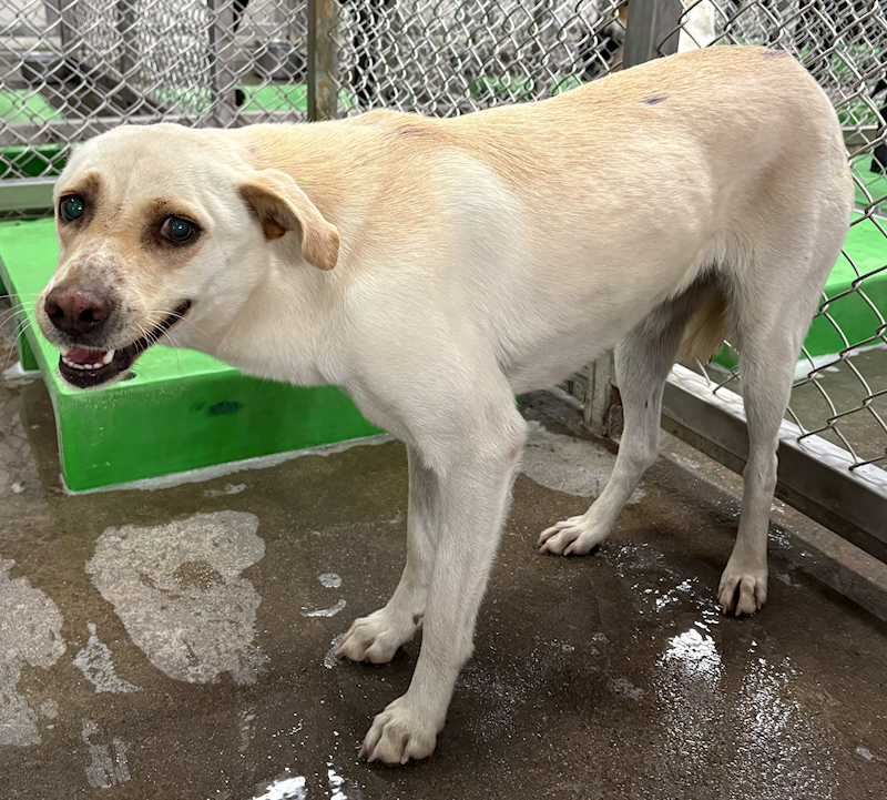 臺東縣動物收容中心,編號:441373, 混種犬          