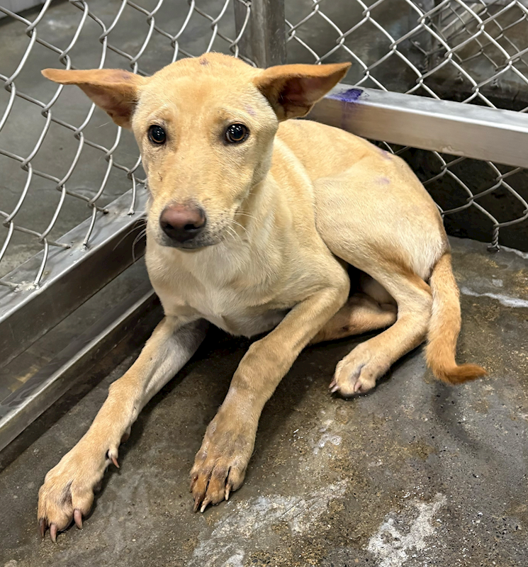 臺東縣動物收容中心,編號:441372, 混種犬          