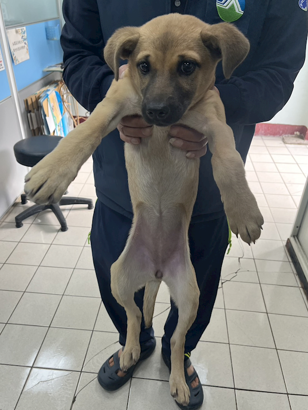 彰化縣流浪狗中途之家,編號:439165, 混種犬          