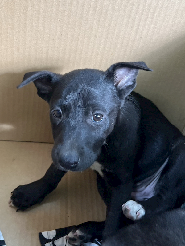 彰化縣流浪狗中途之家,編號:440198, 混種犬          