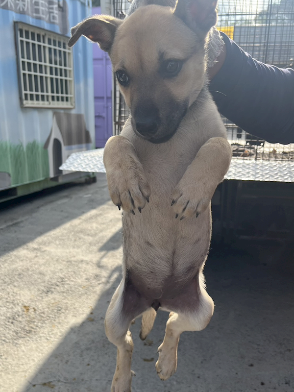 彰化縣流浪狗中途之家,編號:440082, 混種犬          