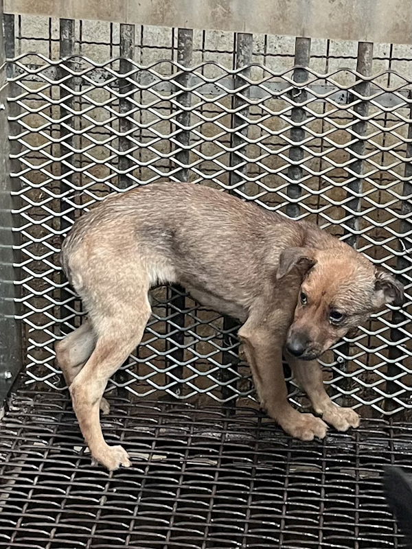 彰化縣流浪狗中途之家,編號:440085, 混種犬          