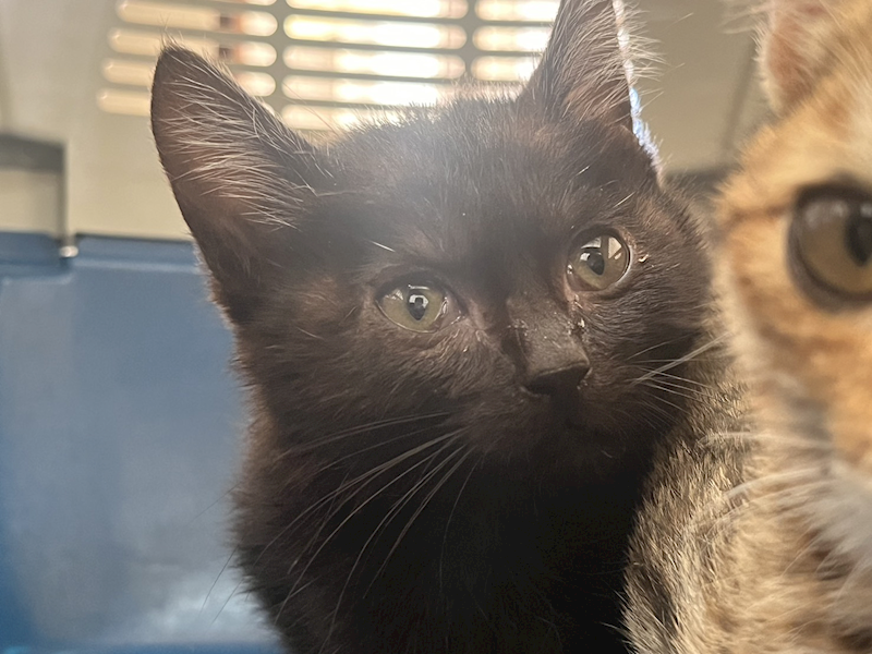 金門縣動物收容中心,編號:441543, 混種貓                 