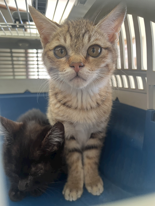 金門縣動物收容中心,編號:441542, 混種貓                 