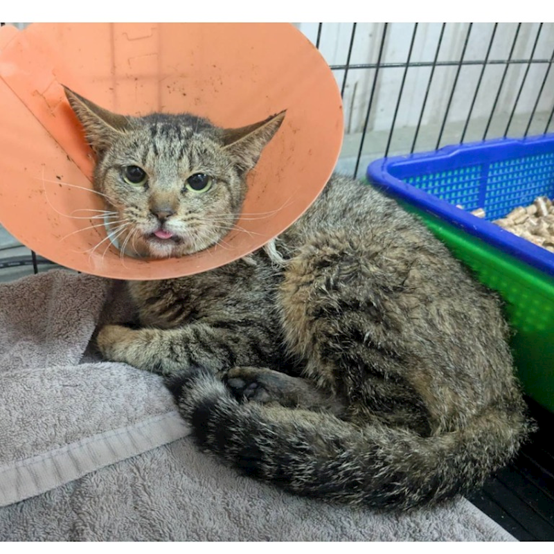 新竹縣動物保護教育園區,編號:439408, 混種貓                 