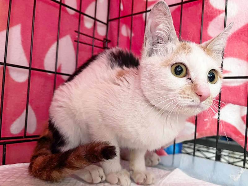 臺北市動物之家,編號:441272, 混種貓                 