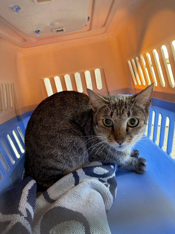 新北市板橋區公立動物之家,編號:441421, 混種貓                 