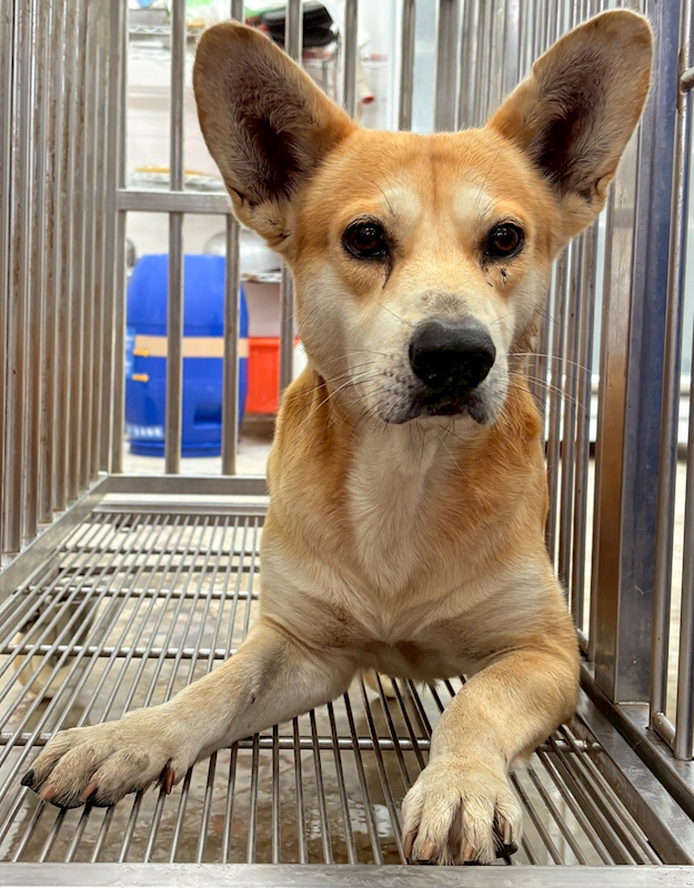 花蓮縣狗貓躍動園區,編號:434271, 混種犬          